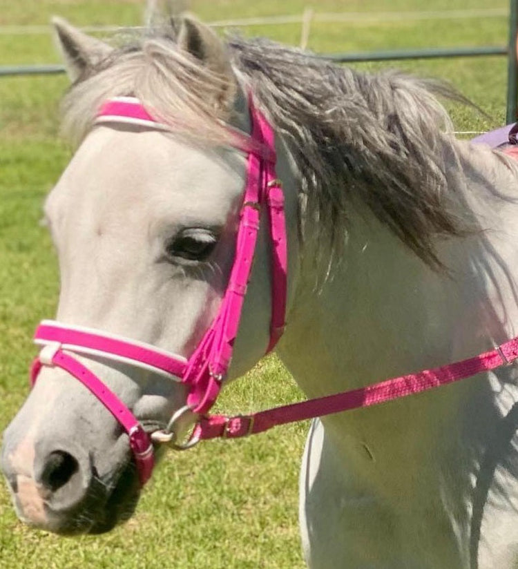 Bridle, Reins, Nosebands and Martingales