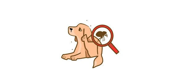 Dog and Cat: Flea, Tick & Insect Control