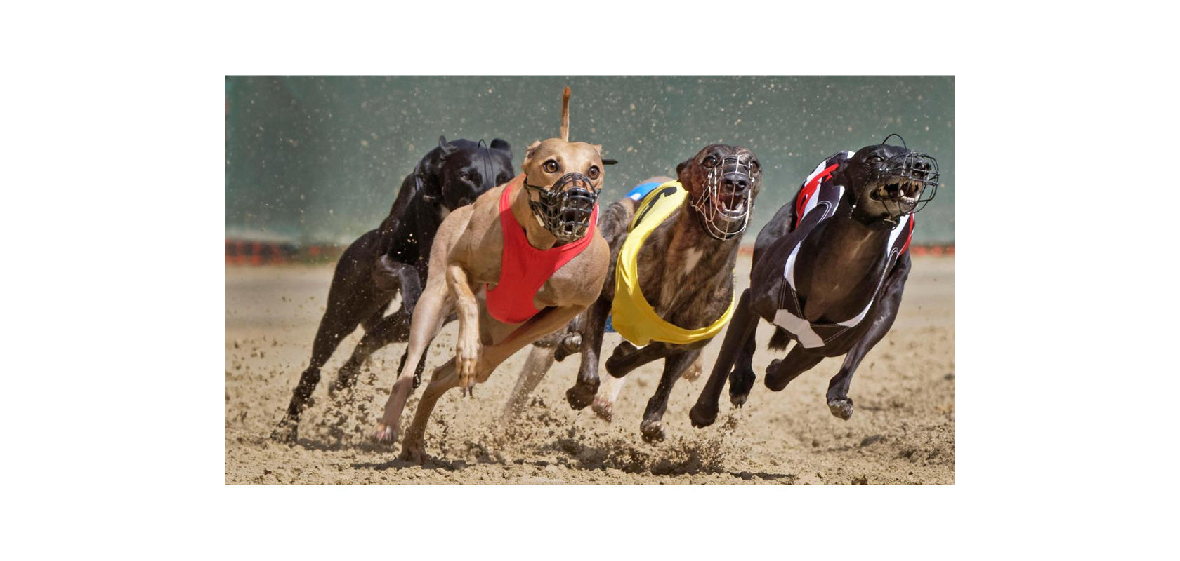 Greyhound Supplements