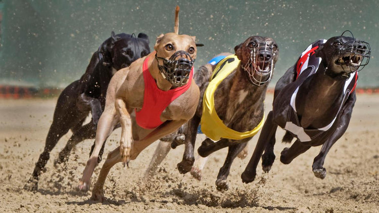 Greyhound Supplements