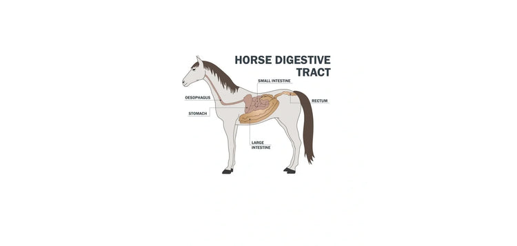 Digestive Care: Gut Health Supplements for Horses