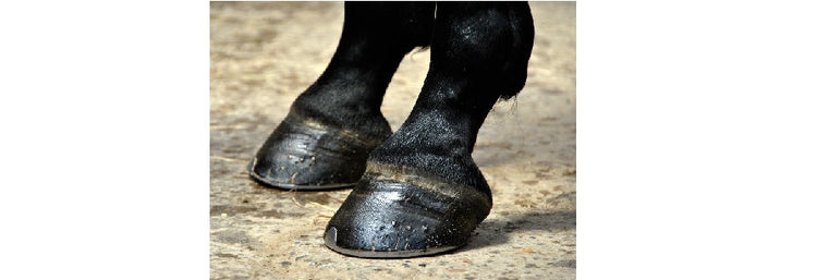 Hoof Care & Hoof Oils