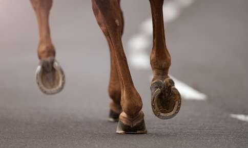 Corrective Shoeing Equipment