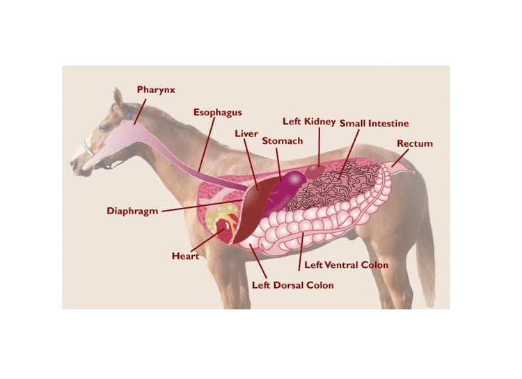 Liver and Kidneys