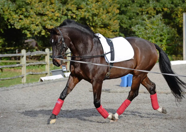 Lunge Equipment