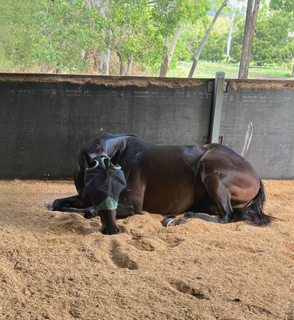 Stable & Grooming