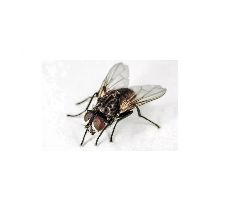Insect Control