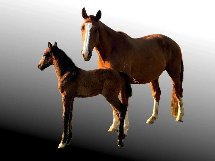 Breeding & Stud