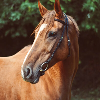 Bridles