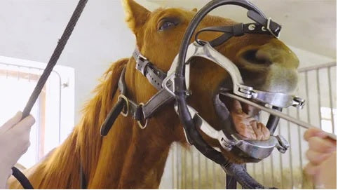 Equine Dental Equipment