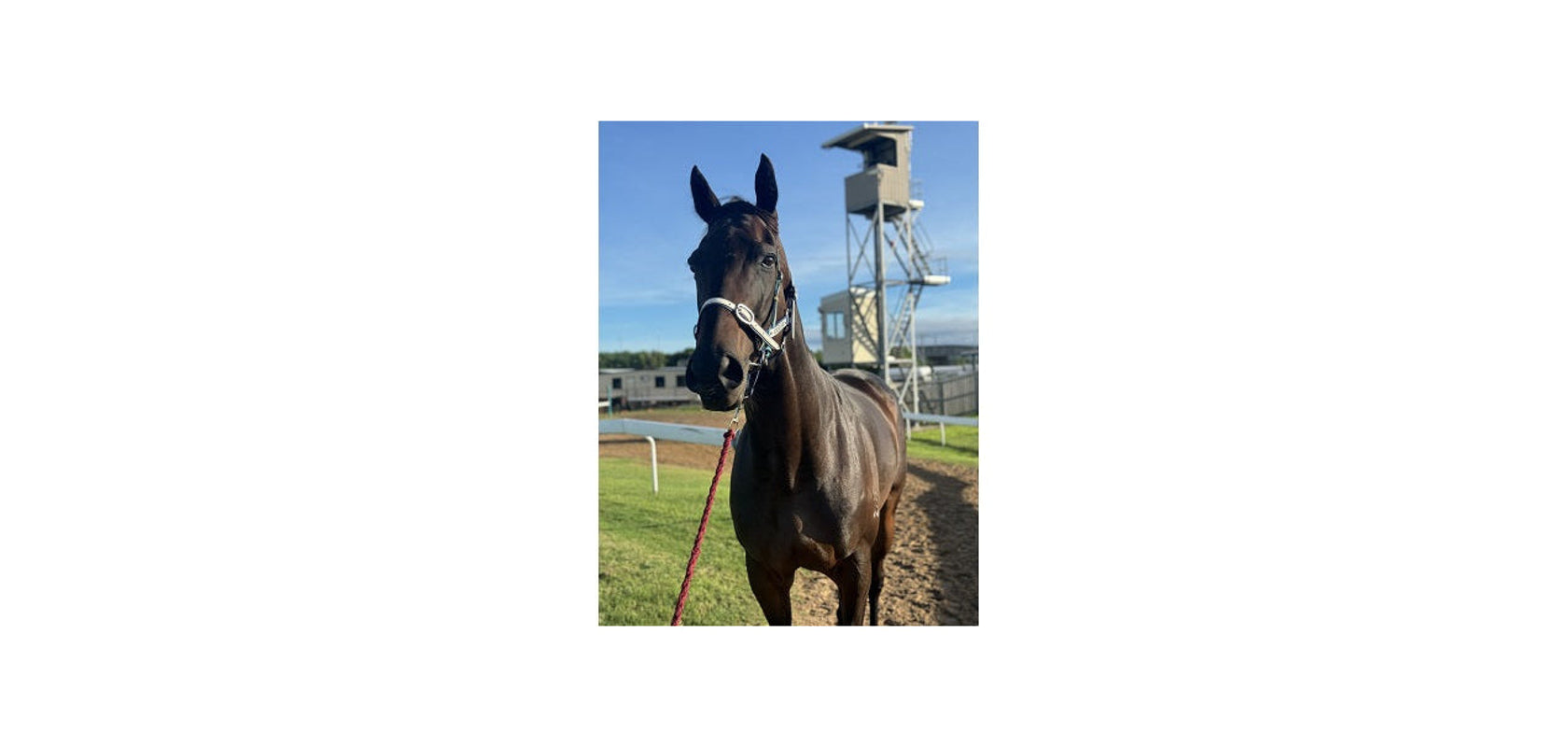 Halters & Leads – Equus Performance Pty Ltd