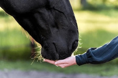 Horse Treats