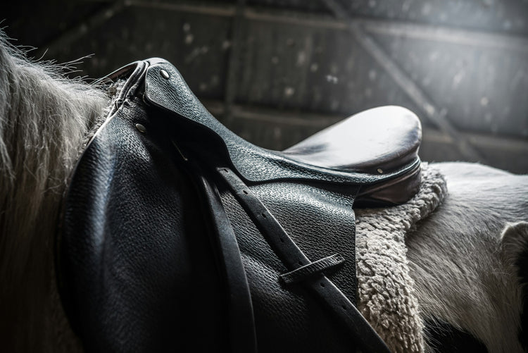 Horse wearing a saddle and bridle