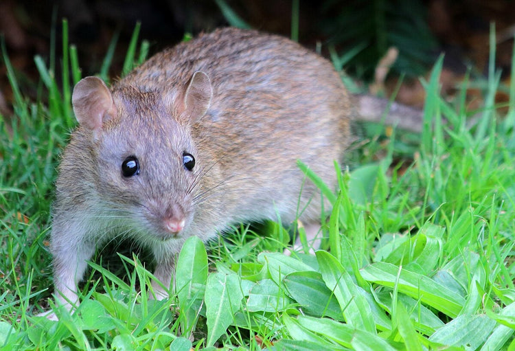 Vermin