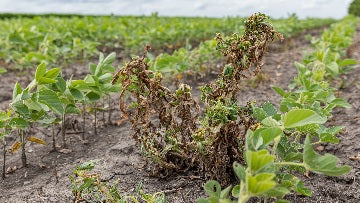 Herbicides and Poisons