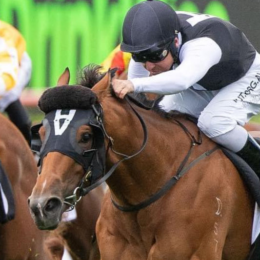 Browband Shadow Roll