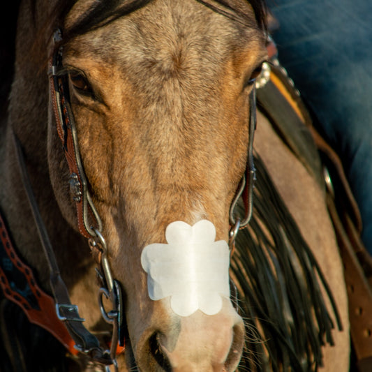 EquiBreathe
