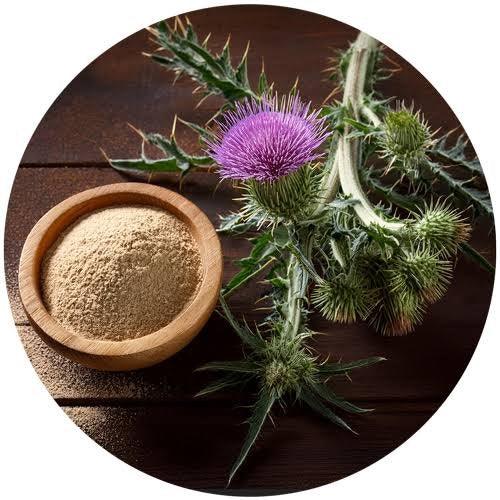 Milk Thistle
